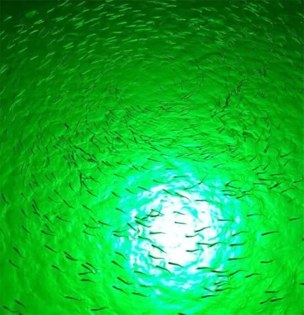 DC12V 120W  Night LED Submersible Underwater Fishing Light