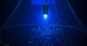 Commercial fishing trap with disposable LED underwater fishing light attached, illuminating crab pot in deep water for increased catch rates